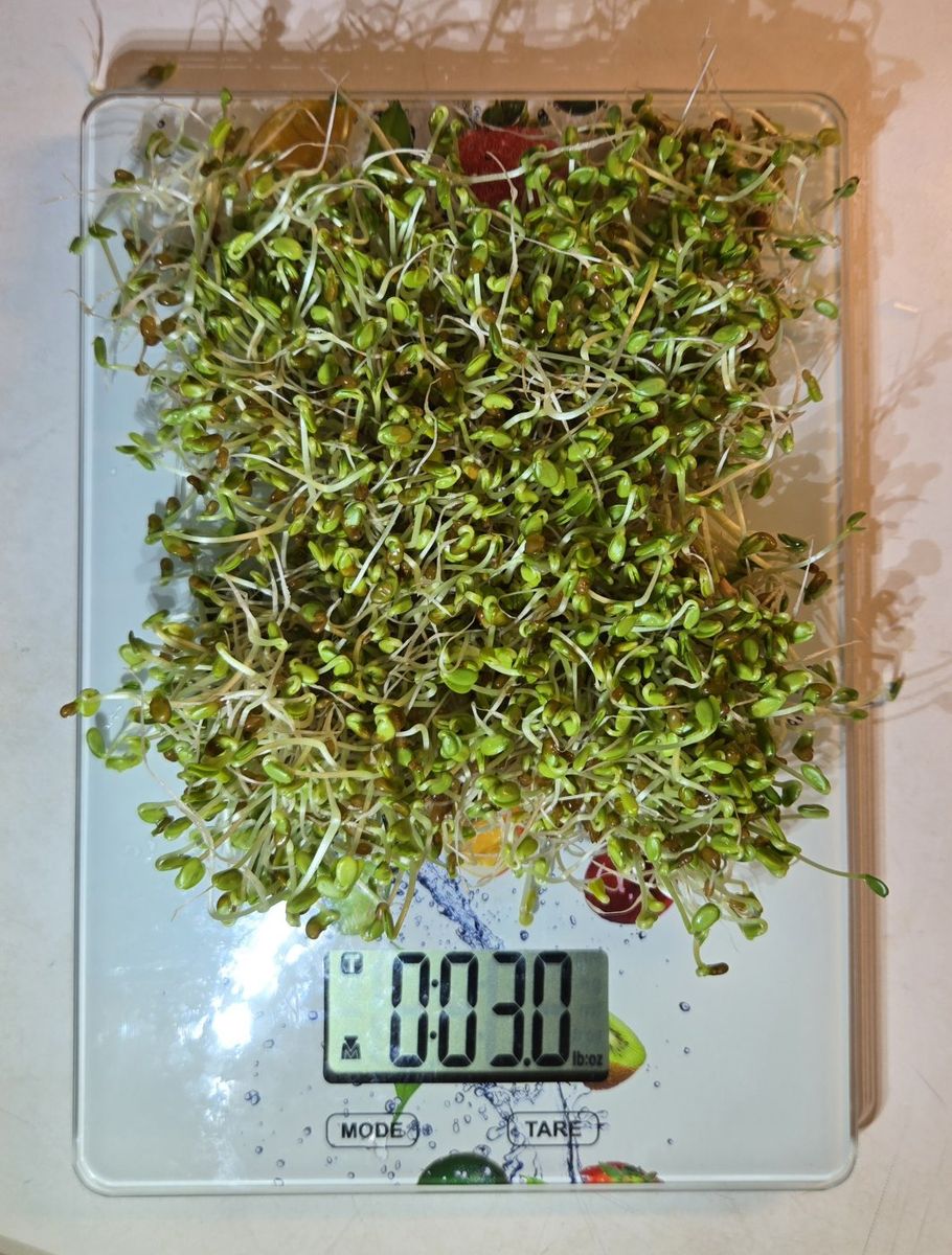 Organic Red Clover Microgreen - Sprouts 3 oz bunch