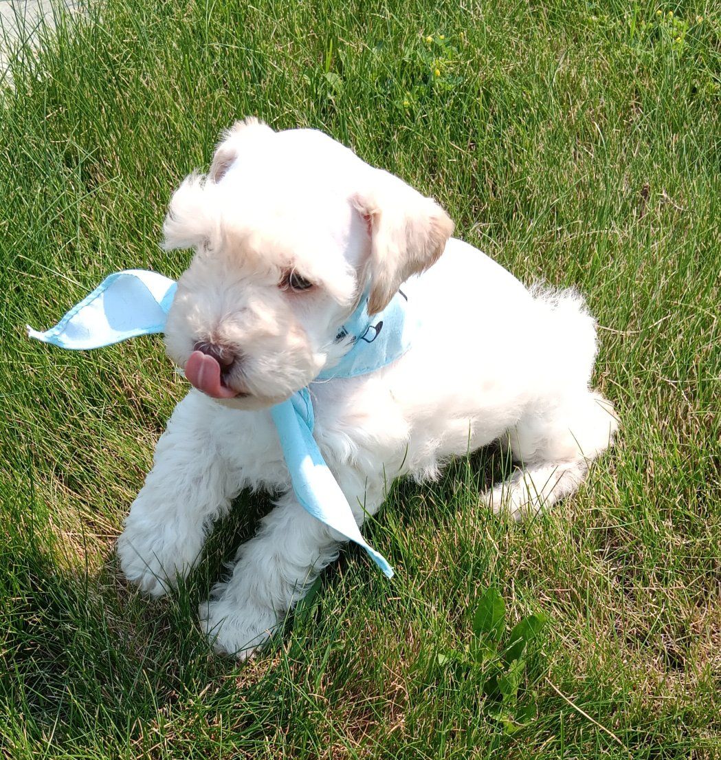 Miniature Schnauzer Male