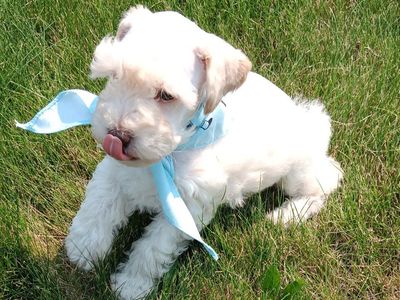Miniature Schnauzer Male