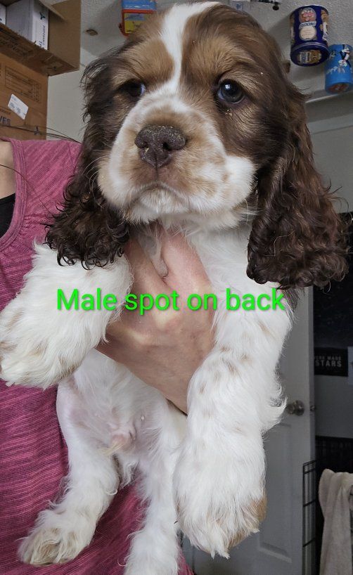 cocker spaniels