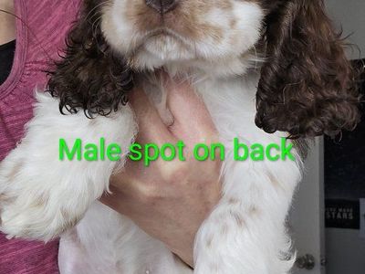 cocker spaniels