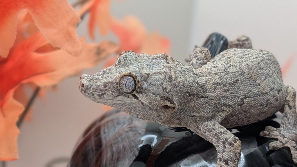 Gargoyle Geckos!