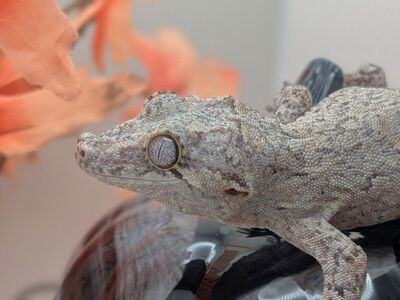 Gargoyle Geckos!