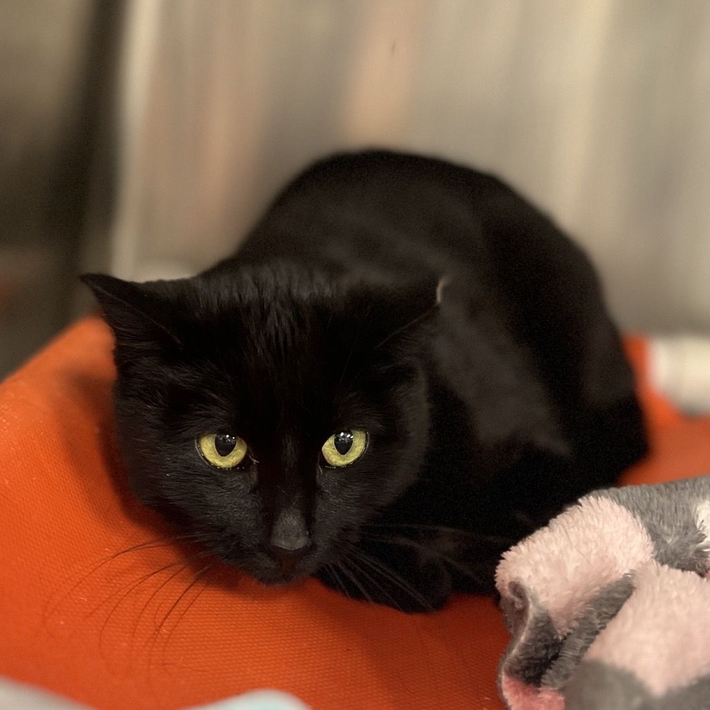 Hello my name is Bechamel