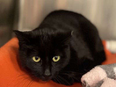 Hello my name is Bechamel