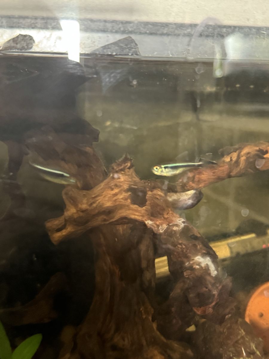 black neon tetras