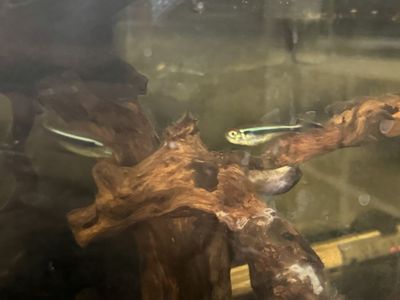 black neon tetras