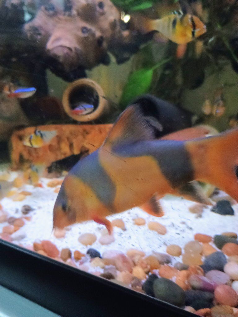clown loach fish