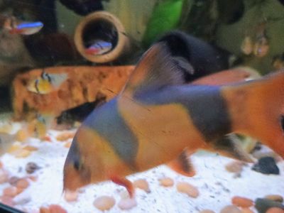 clown loach fish