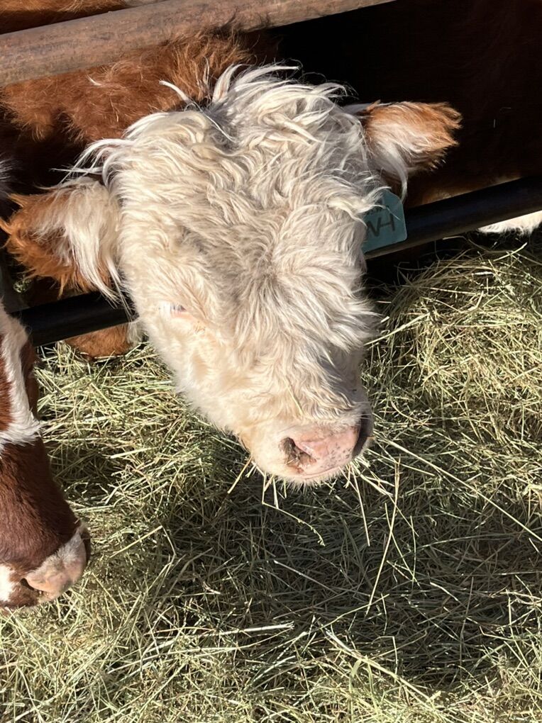Registered Miniature Hereford Bull Calf