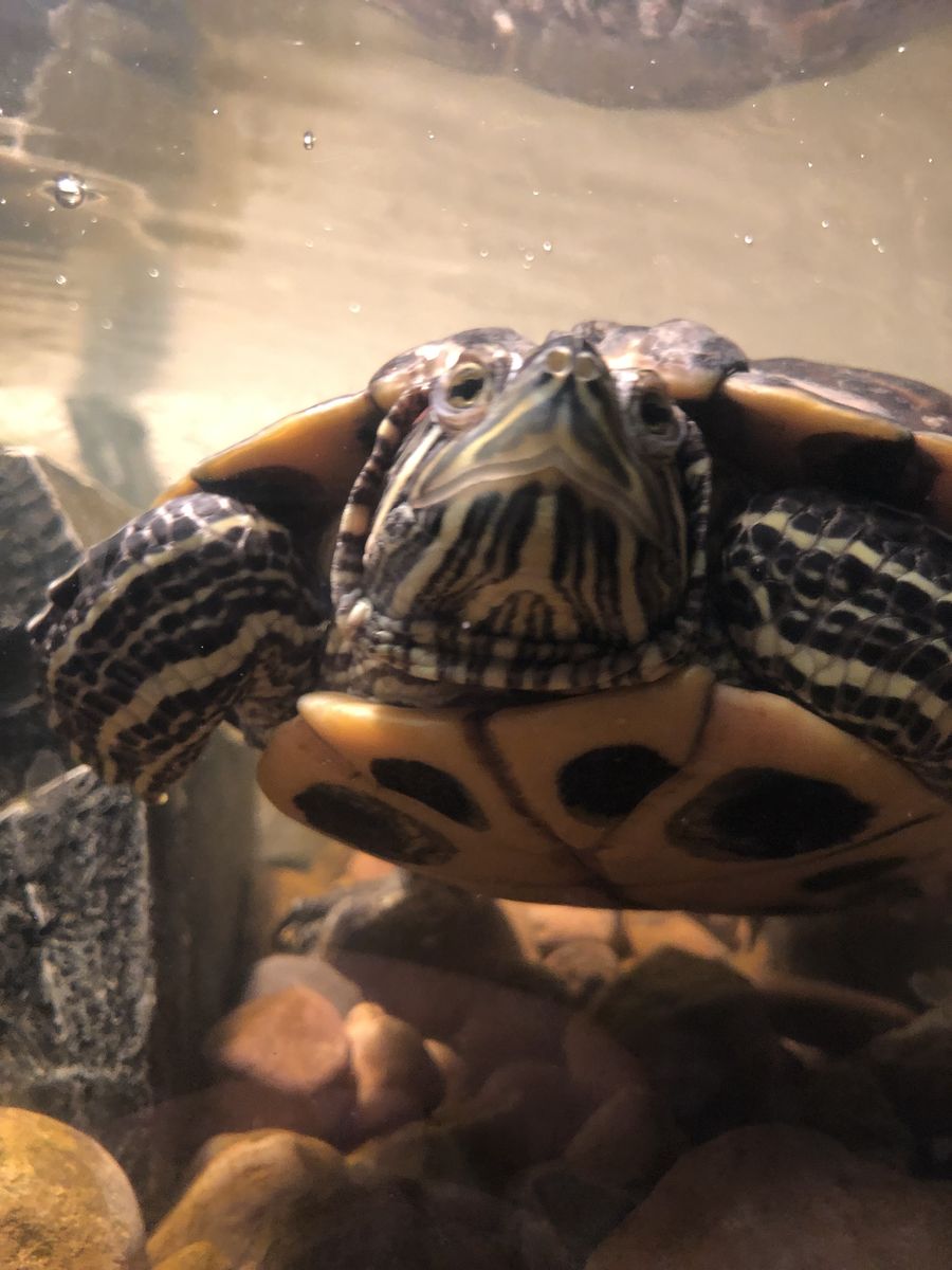 Red-eared slider with equipment
