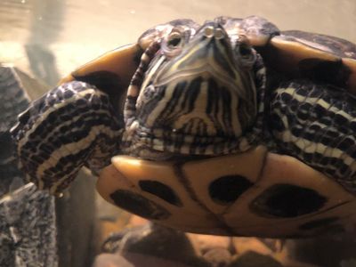 Red-eared slider with equipment