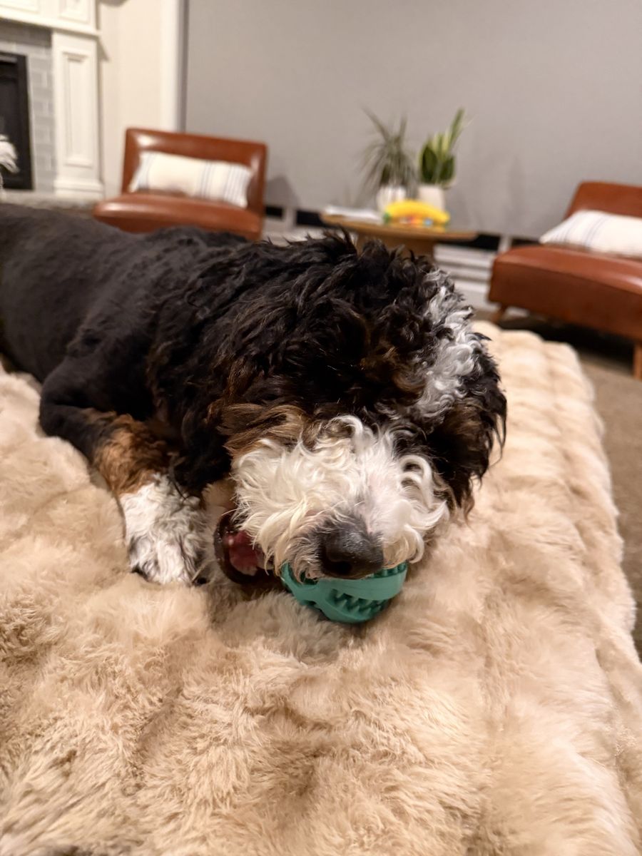 Poppy - Mini Bernedoodle
