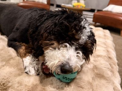 Poppy - Mini Bernedoodle