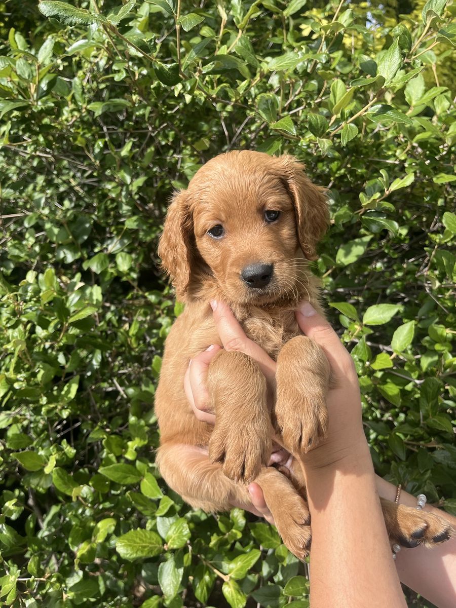 Nine Adorable Golden Doodle Retriever Puppies!