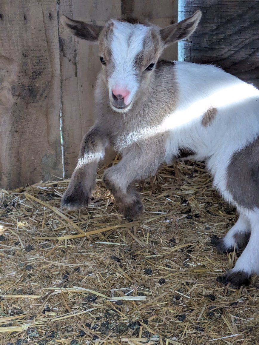 Female Nigerian Dwarf Goat for sale!