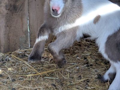 Female Nigerian Dwarf Goat for sale!