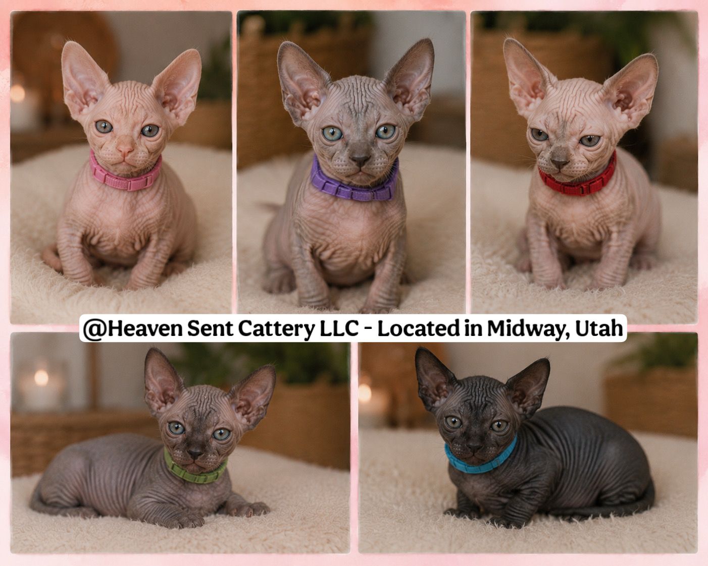 Sphynx Kittens!