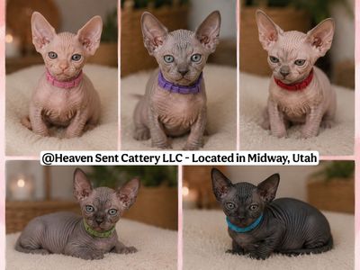 Sphynx Kittens!