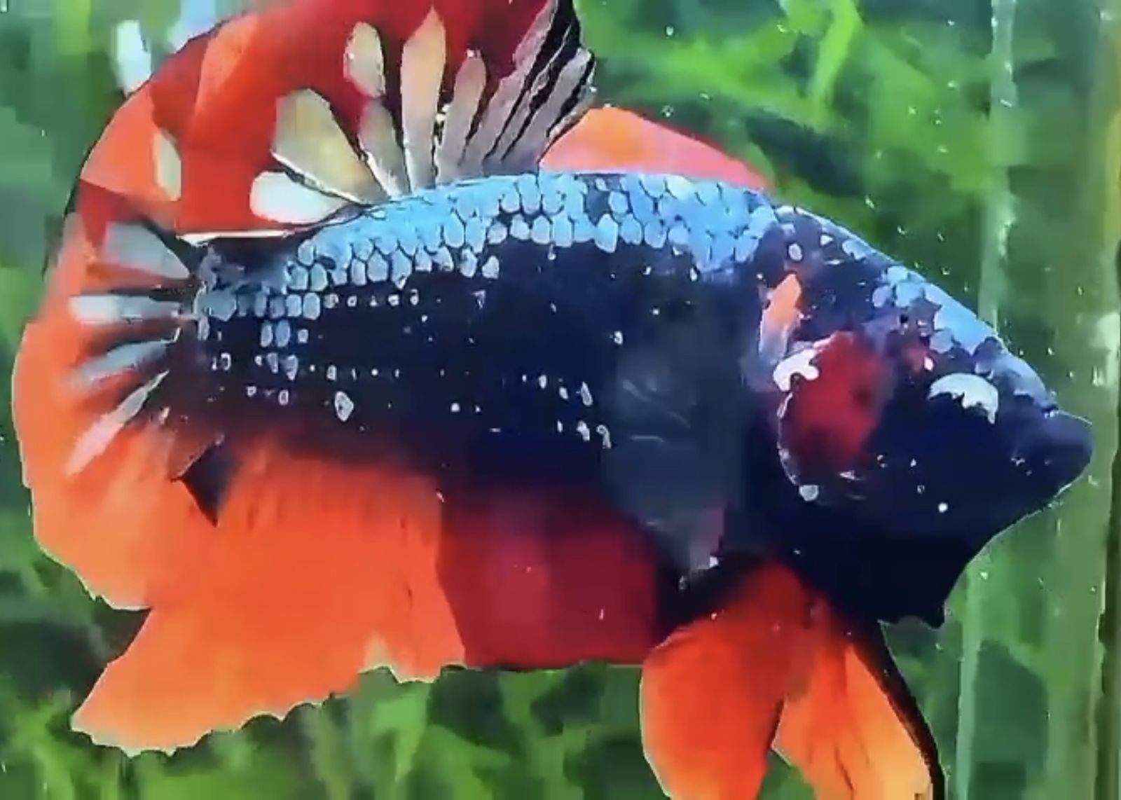 Green Avatar Nemo HMPK Betta