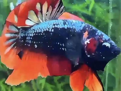 Green Avatar Nemo HMPK Betta