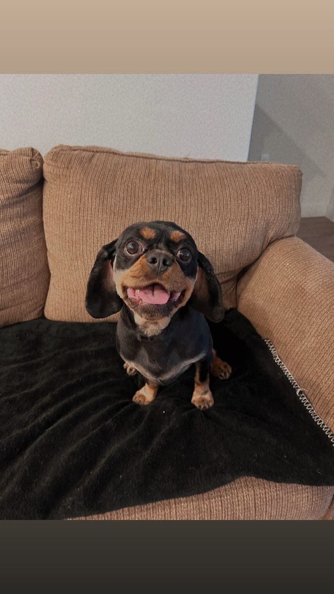 KING CHARLES CAVALIER