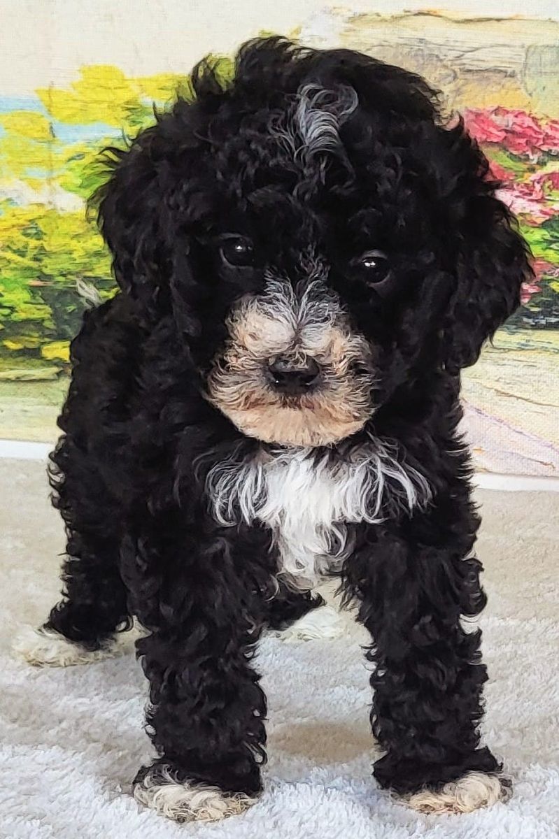 Micro Bernedoodle Boy Mendy – $1800