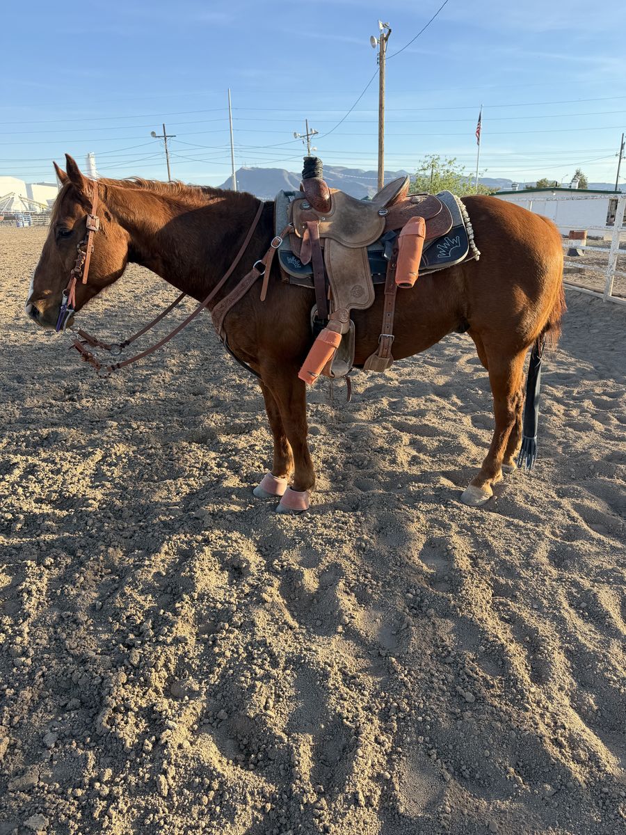 13 year old gelding