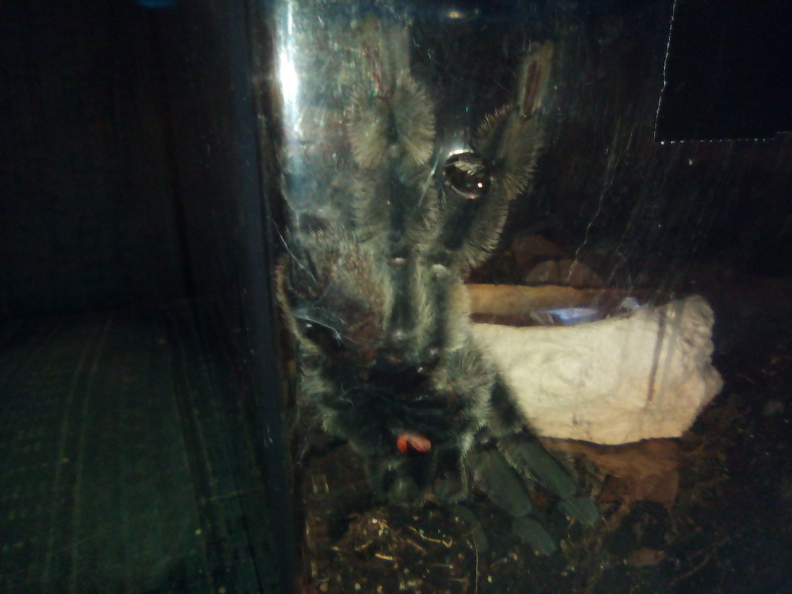 Male Venezuelan Suntiger Tarantula