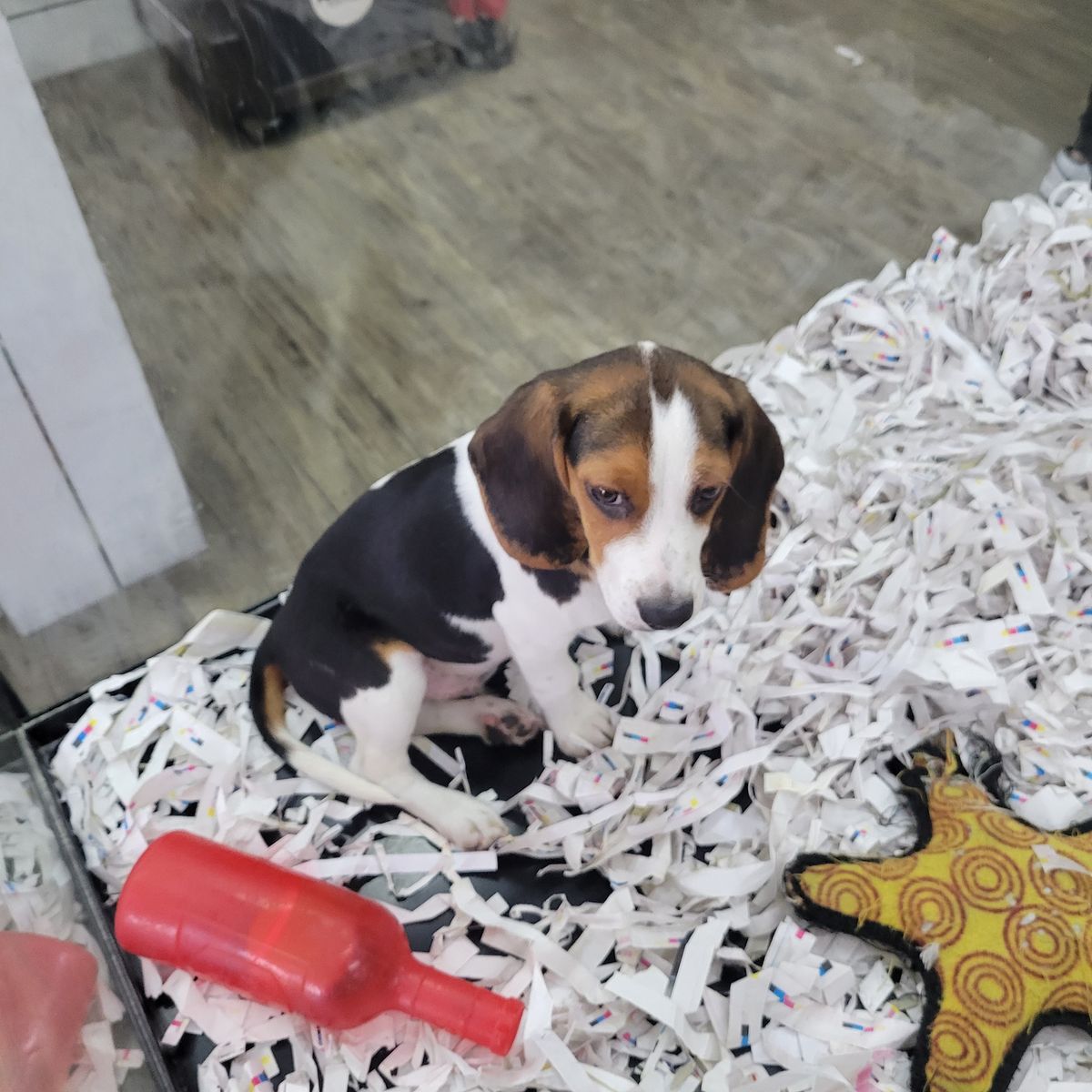 AKC Beagle for sale