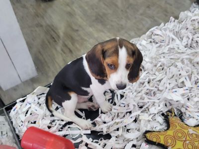 AKC Beagle for sale