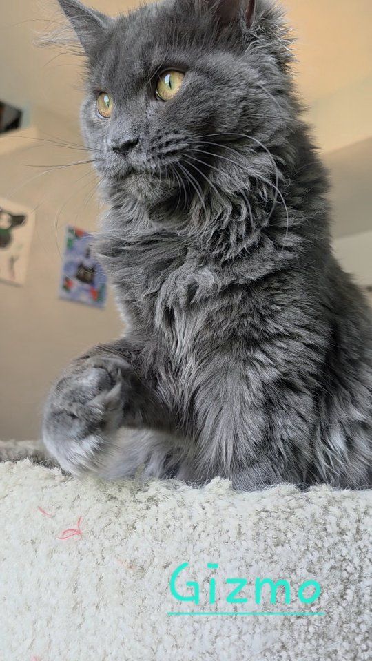 Maine Coon Kittens: Gizmo, Gir, Winchester, and Whisky
