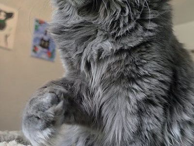 Maine Coon Kittens: Gizmo, Gir, Winchester, and Whisky