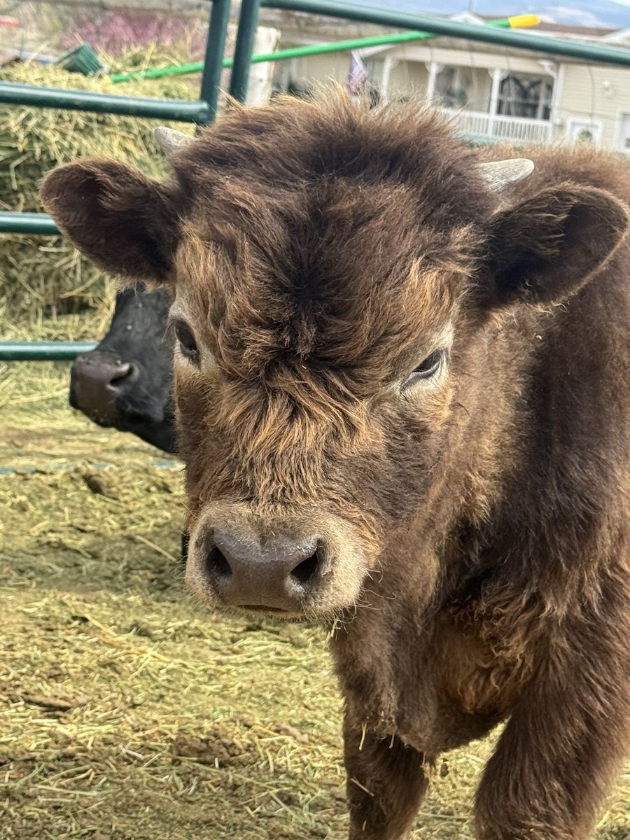 Highland/Dexter mix bull calf