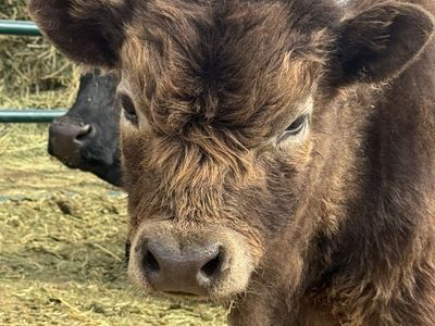 Highland/Dexter mix bull calf