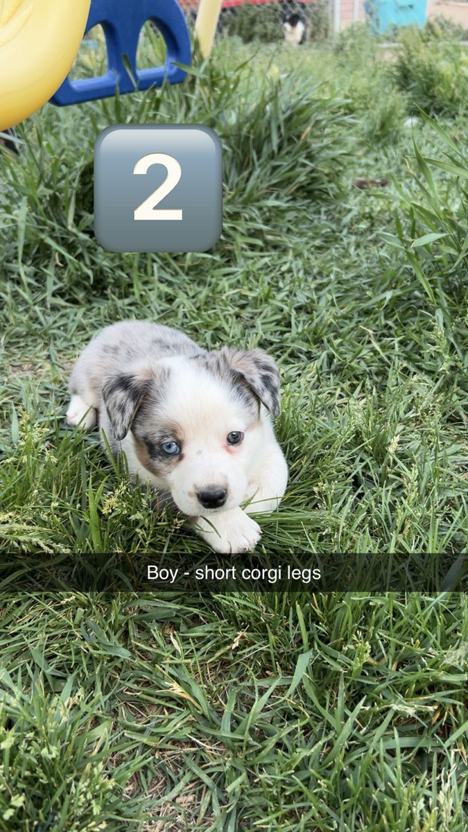 Cowboy Augis (heeler, corgi/aussie)