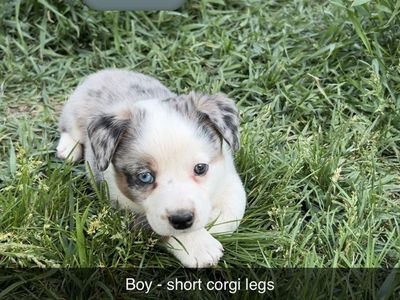 Cowboy Augis (heeler, corgi/aussie)