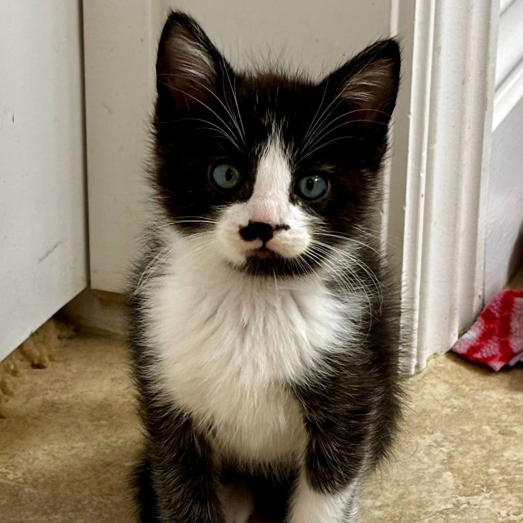 Hello my name is Boba