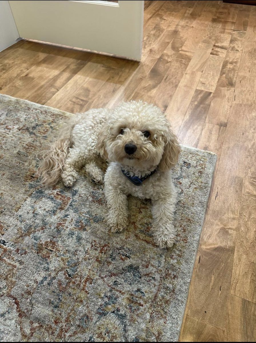 !!!Poodle missing since last night - last seen in Draper at 12am.!!!!!!
