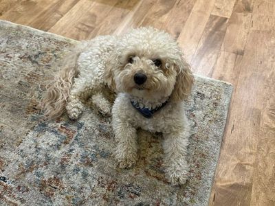 !!!Poodle missing since last night - last seen in Draper at 12am.!!!!!!