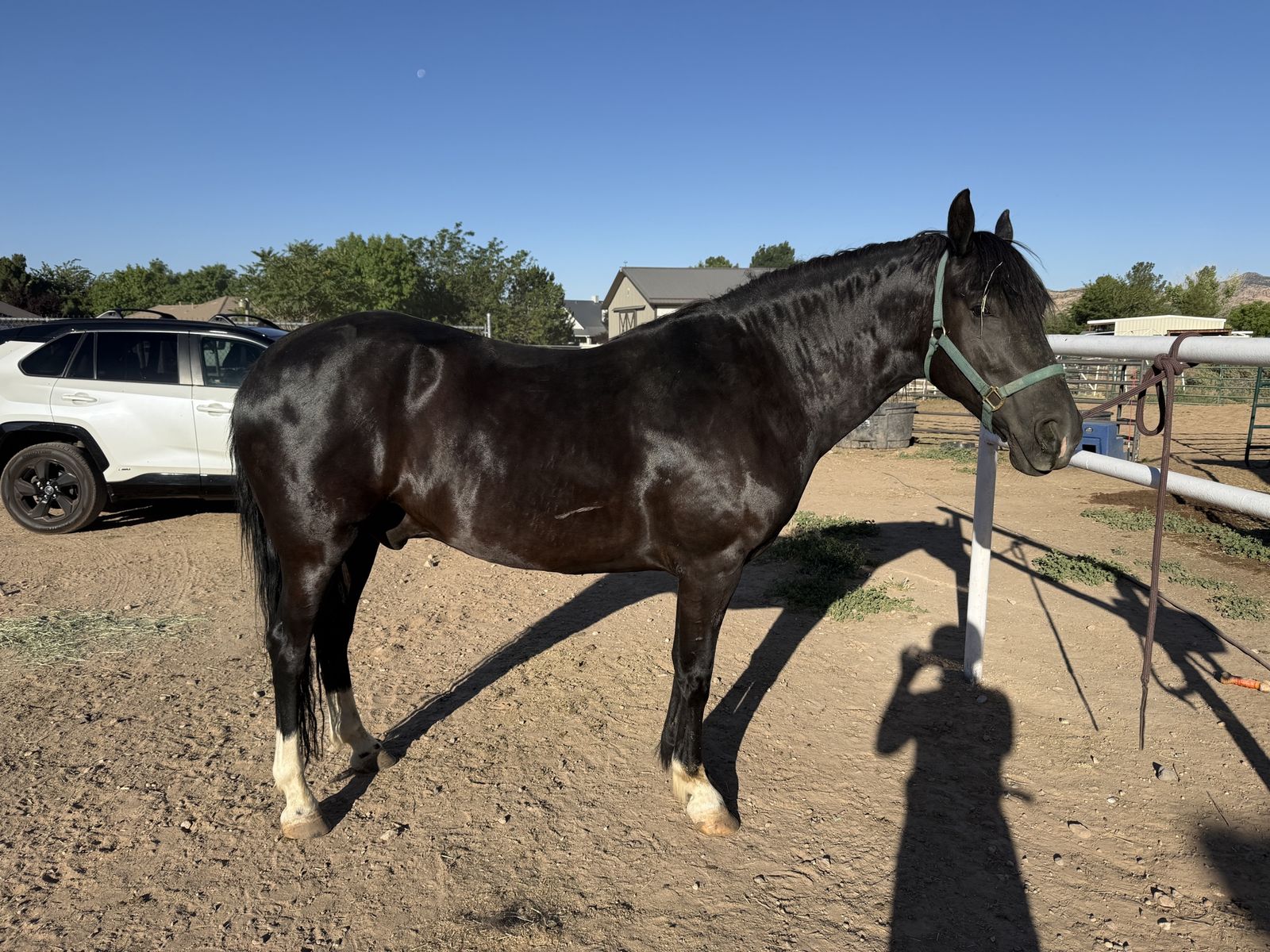 Beautiful 10 yr old Paso Largo Gelding
