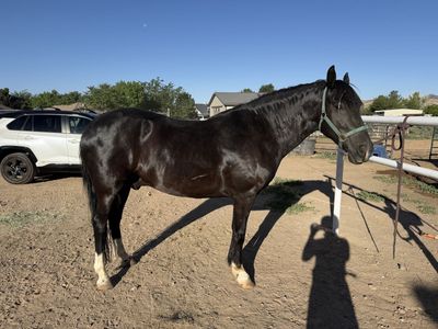Beautiful 10 yr old Paso Largo Gelding