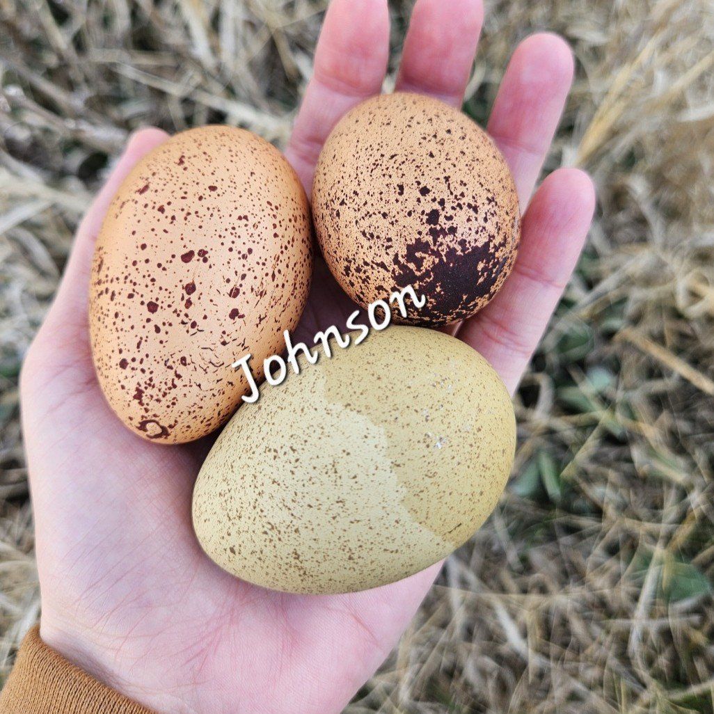 Speckled hatching eggs