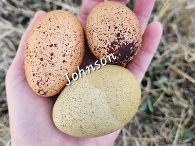 Speckled hatching eggs