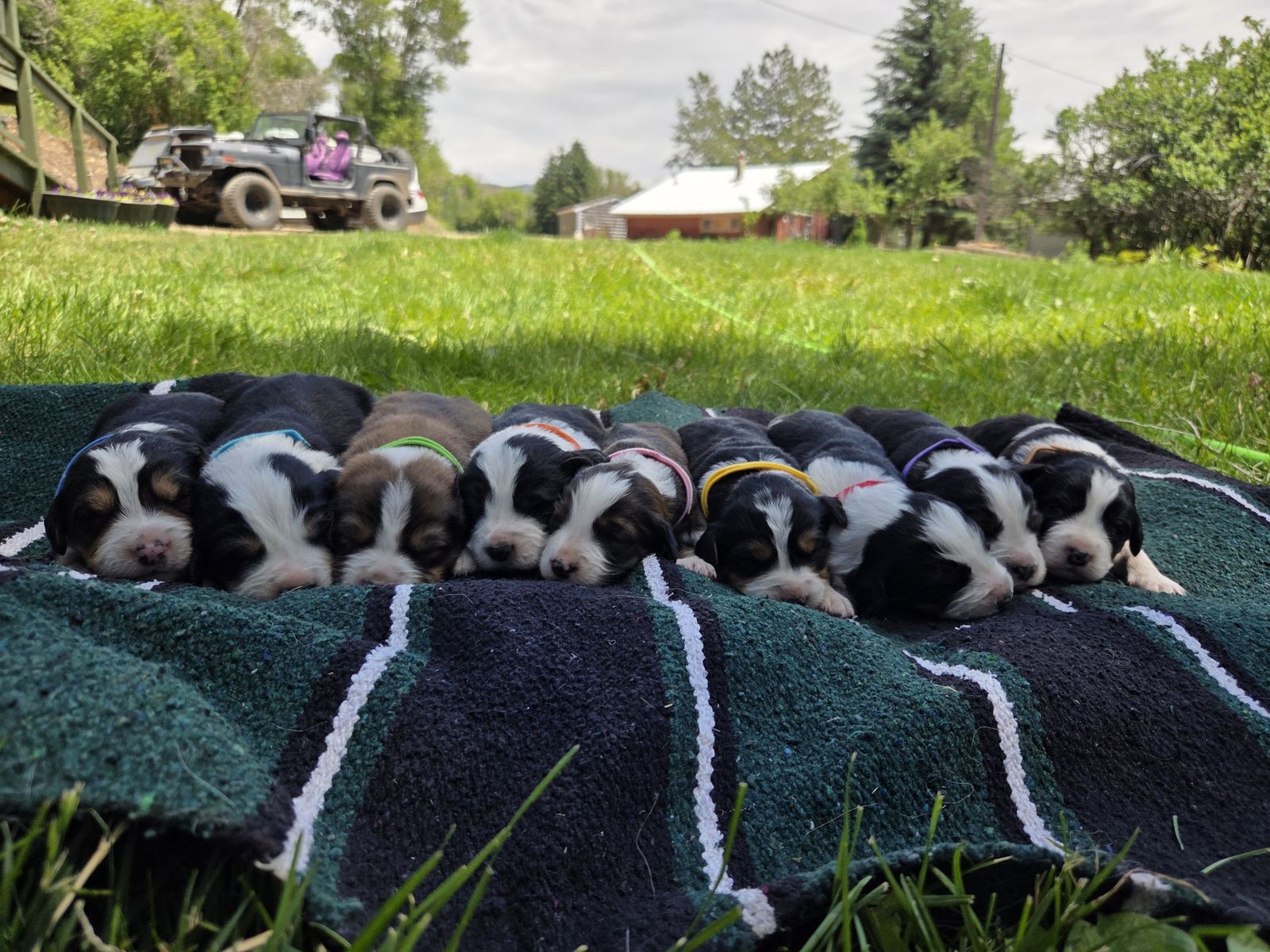 Bernese/Collie puppies