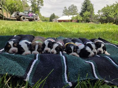 Bernese/Collie puppies