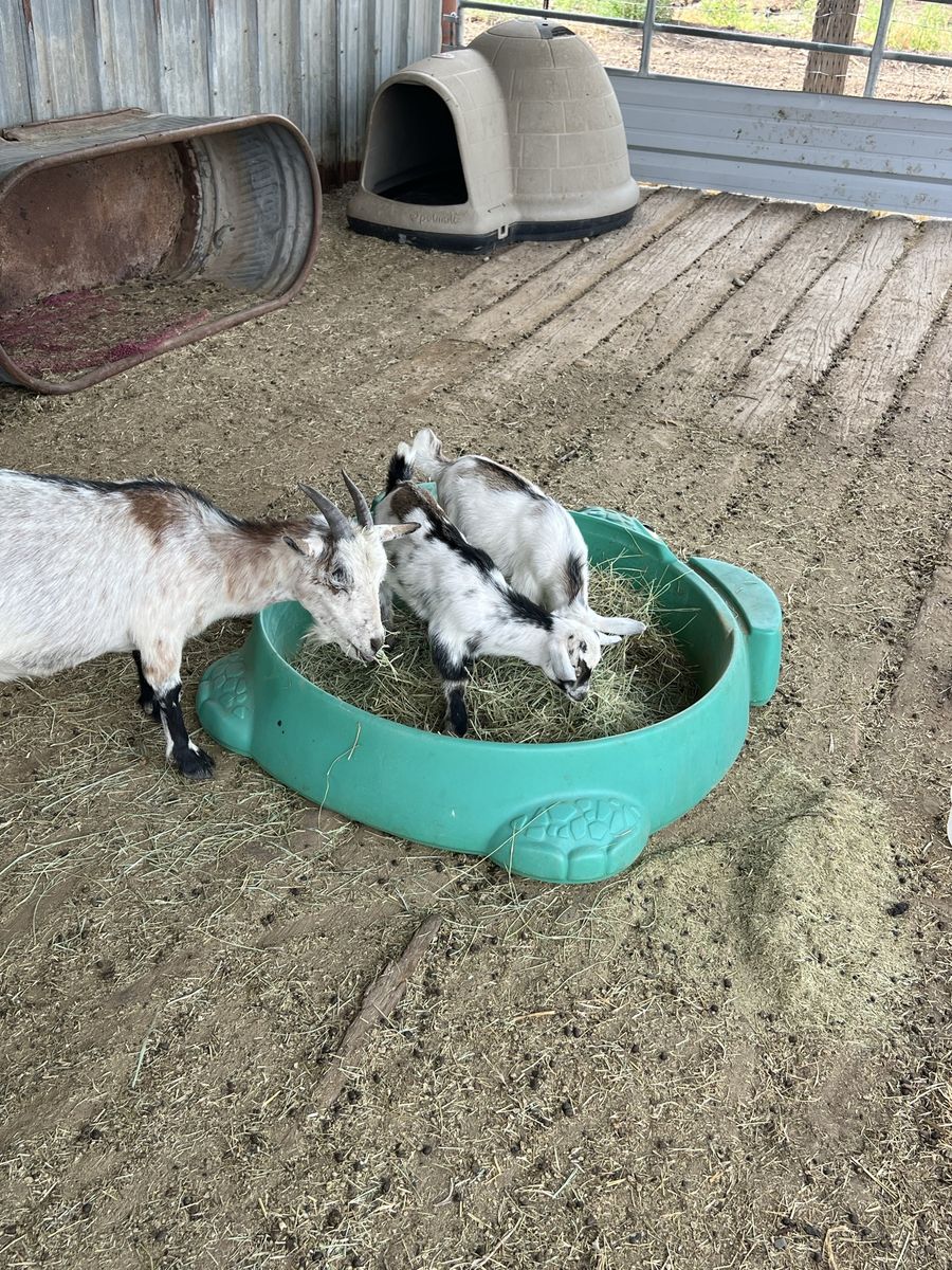 4 Nigerian Dwarf Billy Goats - Social & Family-Friendly, Ready in 2 Weeks