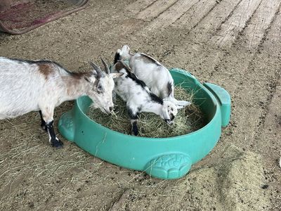 4 Nigerian Dwarf Billy Goats - Social & Family-Friendly, Ready in 2 Weeks