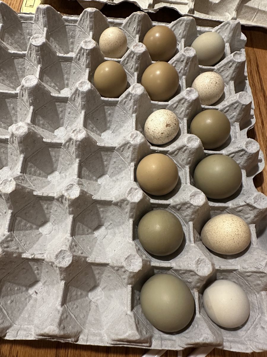Pheasant and Chukar Hatching Eggs