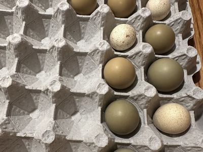 Pheasant and Chukar Hatching Eggs